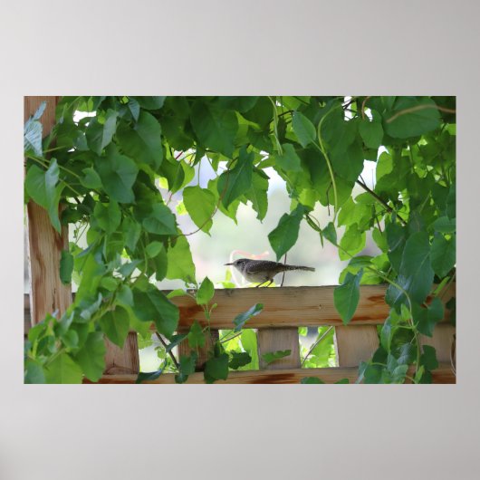 Poster Troglodyte dans l'arbor (Devant)