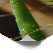 Poster Troglodyte des marais B3 (Coin)