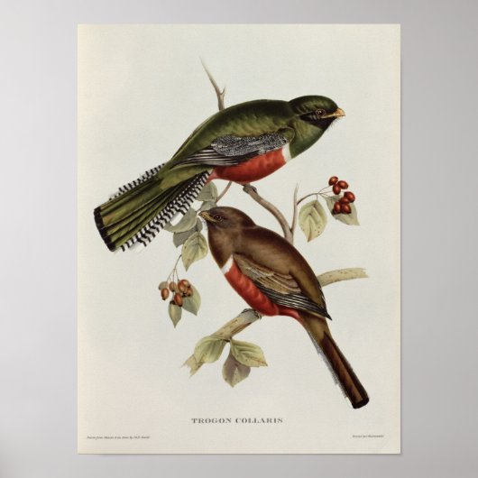 Poster Trogon Collaris (Devant)