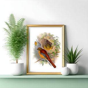 Poster Trogon de montagne