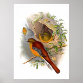 Poster Trogon de montagne (Devant)