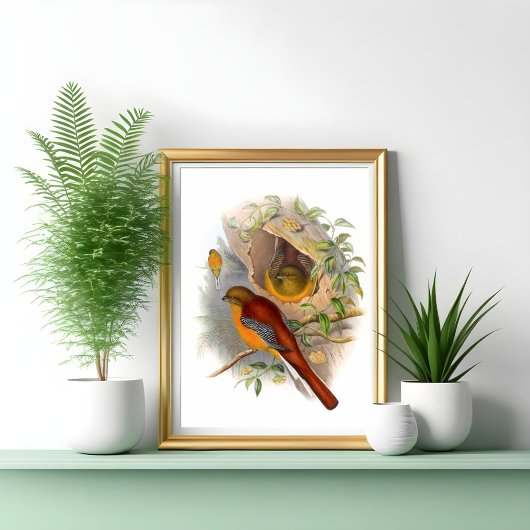 Poster Trogon des montagnes 
