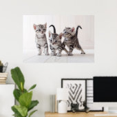 Poster Trois Américain Shorthair Jouer (Bureau à domicile)