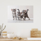 Poster Trois Américain Shorthair Jouer (Cuisine)