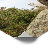 Poster Trois Ami-Chèvres // Colorado Faune (Coin)