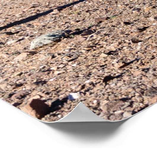 Poster Trois Amigo Saguaros (Coin)