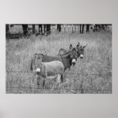 Poster Trois Amigos (Devant)