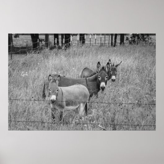 Poster Trois Amigos (Devant)