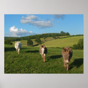 Poster Trois ânes dans une photographie de champ