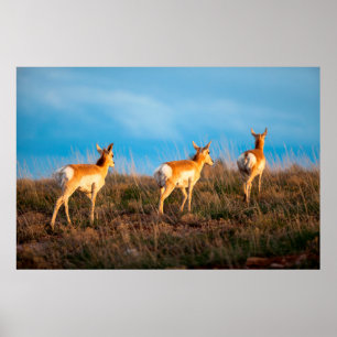 Poster Trois antilopes s'éloignant au coucher du soleil