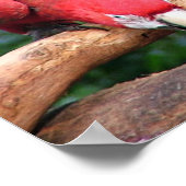 Poster Trois beaux perroquets rouges, verts et bleus (Coin)