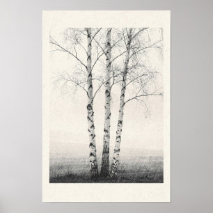 Poster Trois bouleaux d'hiver Photo Nature noir et blanc