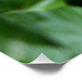 Poster Trois boutons de pivoine (Coin)