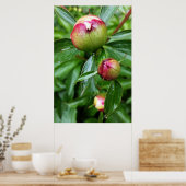 Poster Trois boutons de pivoine (Cuisine)