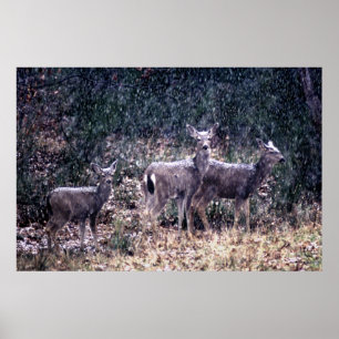 Poster Trois cerfs communs dans la neige - sierra Nevadas
