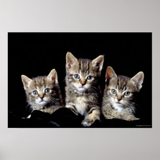 Poster Trois chatons de Junglewalk.com