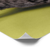 Poster Trois chatons se serrant dans leurs bras (Coin)