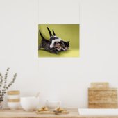 Poster Trois chatons se serrant dans leurs bras (Cuisine)