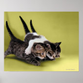 Poster Trois chatons se serrant dans leurs bras (Devant)