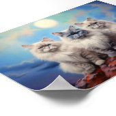 Poster Trois chats Ragdoll (Coin)