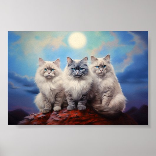 Poster Trois chats Ragdoll (Devant)