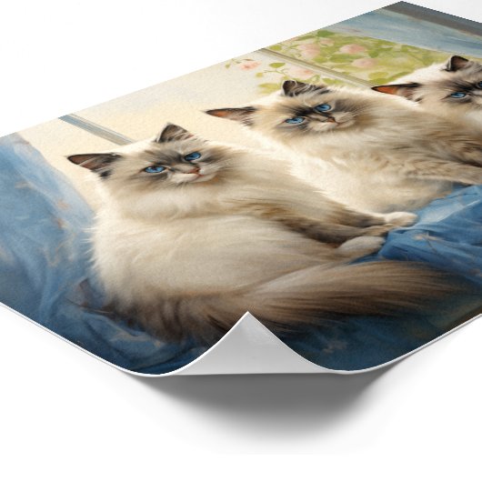 Poster Trois chats Ragdoll (Coin)