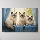 Poster Trois chats Ragdoll (Devant)