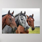 Poster Trois chevaux (Devant)