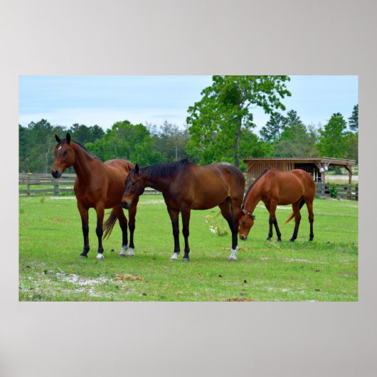 Poster Trois chevaux majestueux (Devant)