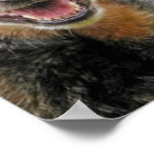 Poster Trois chiens de bétail australiens (Coin)