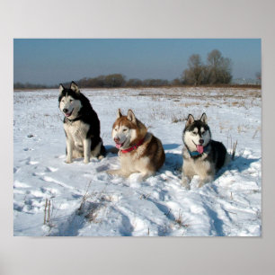 Poster Trois chiens intéressants de Malamute