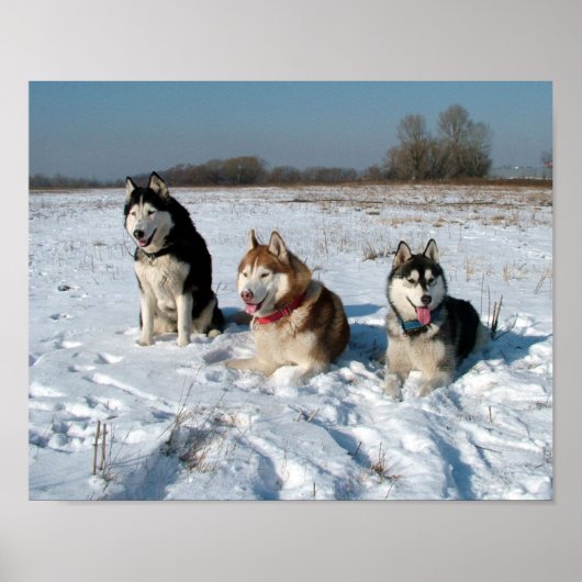 Poster Trois chiens malamuts intéressants (Devant)