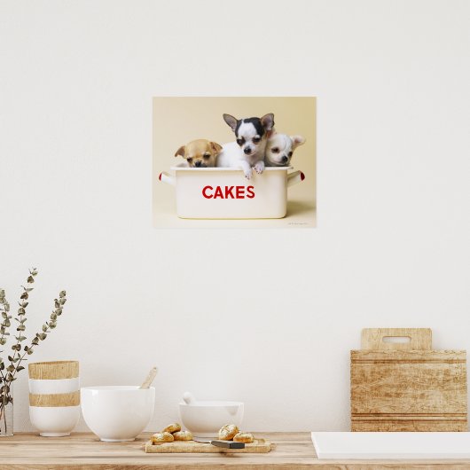 Poster Trois chihuahua chippies en boîte à gâteau (Cuisine)
