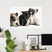 Poster Trois Chiots Carlins (Bureau à domicile)