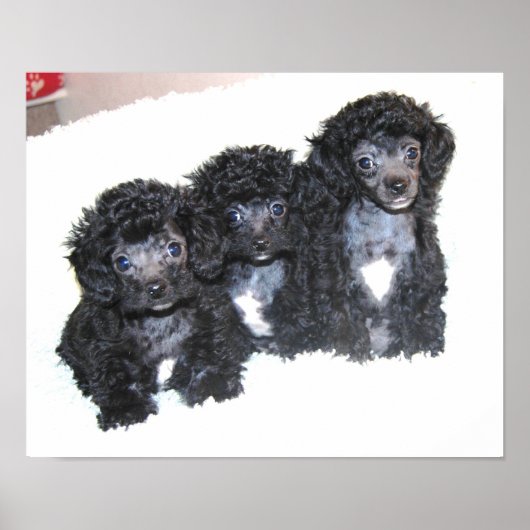 Poster Trois chiots noirs Toy Poodle (Devant)