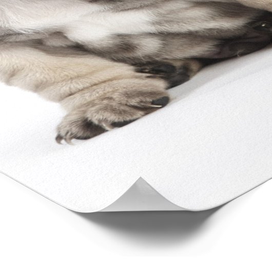 Poster Trois Chiots Pedigree (Coin)