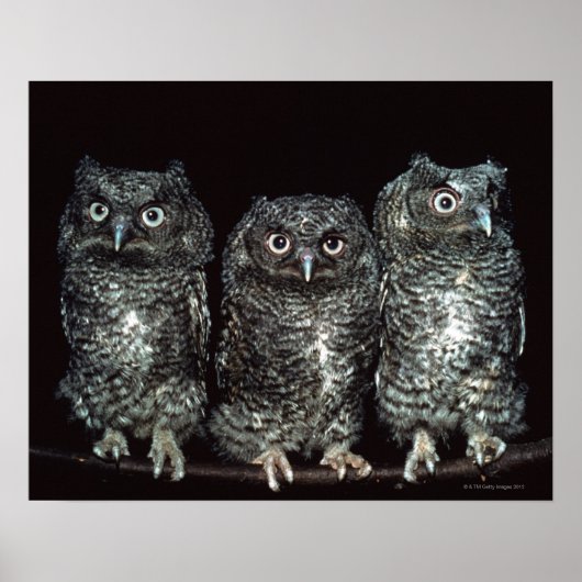 Poster trois chouettes (Devant)