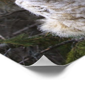 Poster Trois chouettes à cornes (Bubo Virginianus) (Coin)