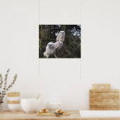 Poster Trois chouettes à cornes (Bubo Virginianus) (Cuisine)