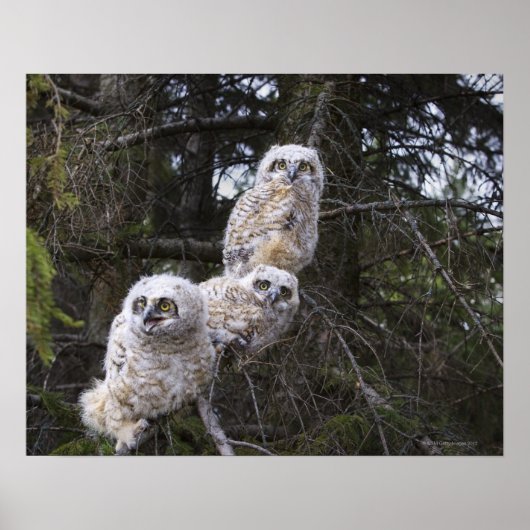 Poster Trois chouettes à cornes (Bubo Virginianus) (Devant)