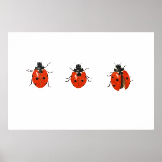 Poster Trois coccinelles 2013 (Devant)