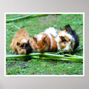 Poster Trois cochons de Guinée mignons en rang mangeant d