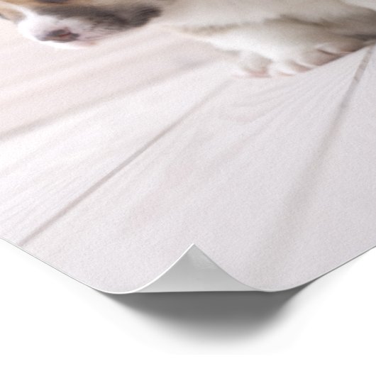 Poster Trois Corgi gallois (Coin)