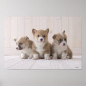 Poster Trois Corgi gallois (Devant)