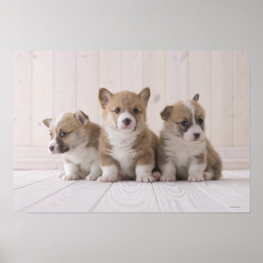 Poster Trois Corgi gallois (Devant)
