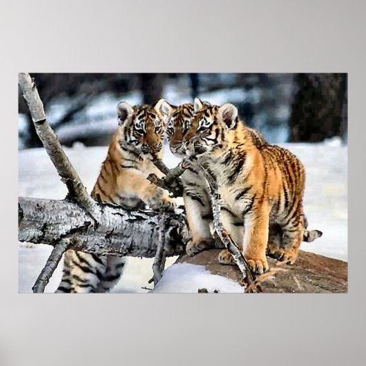 Poster Trois Cubes De Tigre En Cadeaux D'Art De La Neige (Devant)
