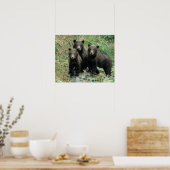 Poster Trois Cubes d'ours grizzli ou des Coys (Cub de (Cuisine)