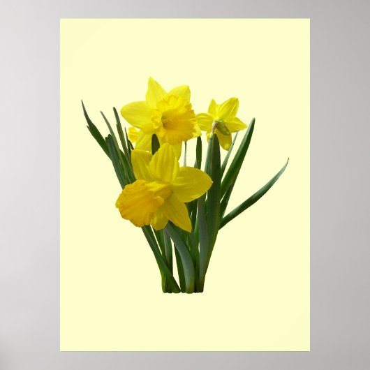 Poster Trois Daffodiques Garde permanente (Devant)