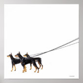 Poster Trois Dobermans en laisse (Devant)