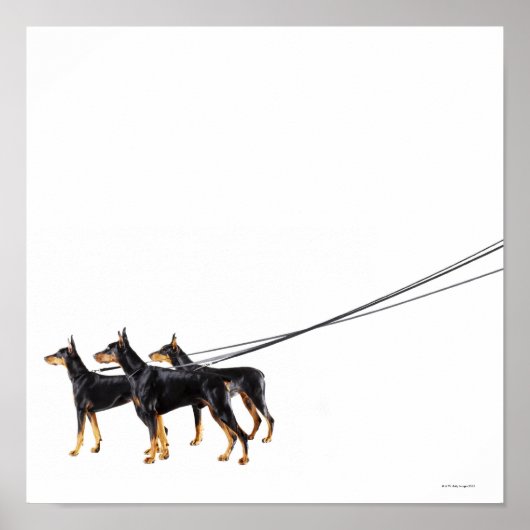 Poster Trois Dobermans en laisse (Devant)
